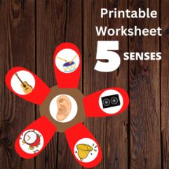 5 sense worksheet for kids